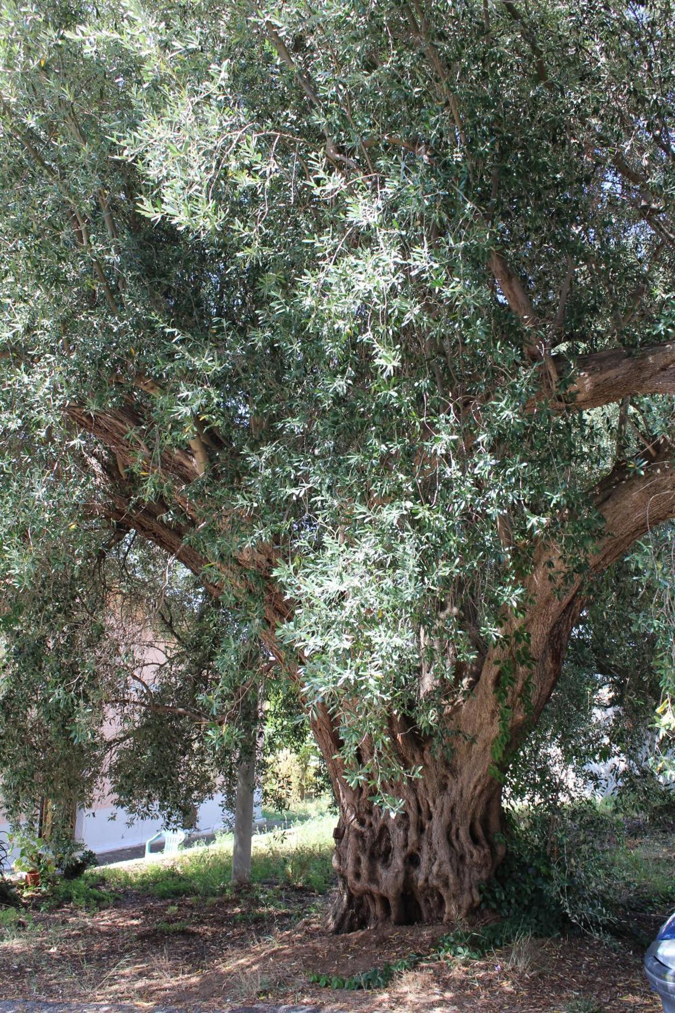 Royal 3* Coccorino